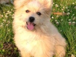 bichon-a-ranian_20211213_1623806340